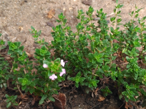 O tomilho já serviu para aromatizar a nossa salada